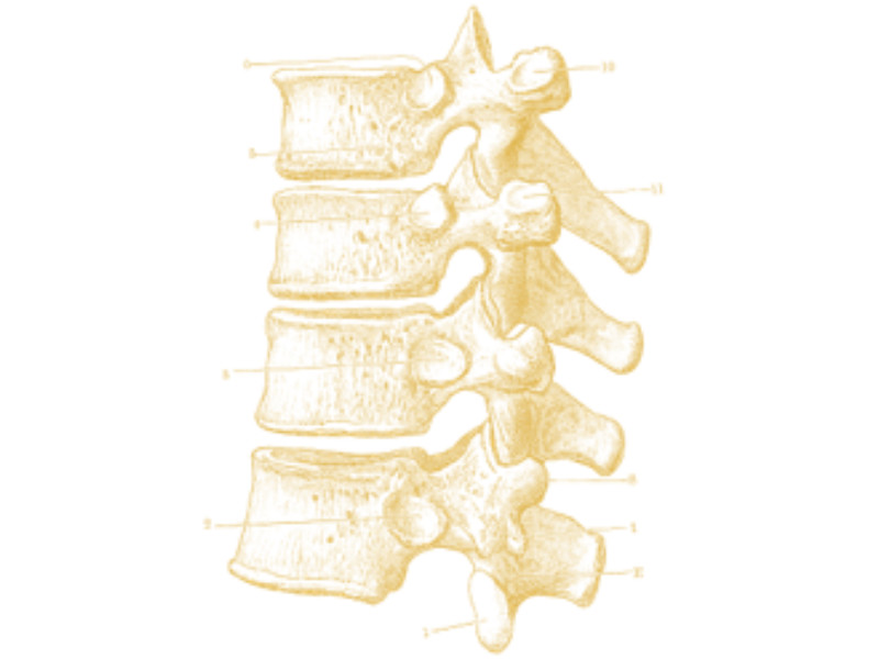 thoracic surgery